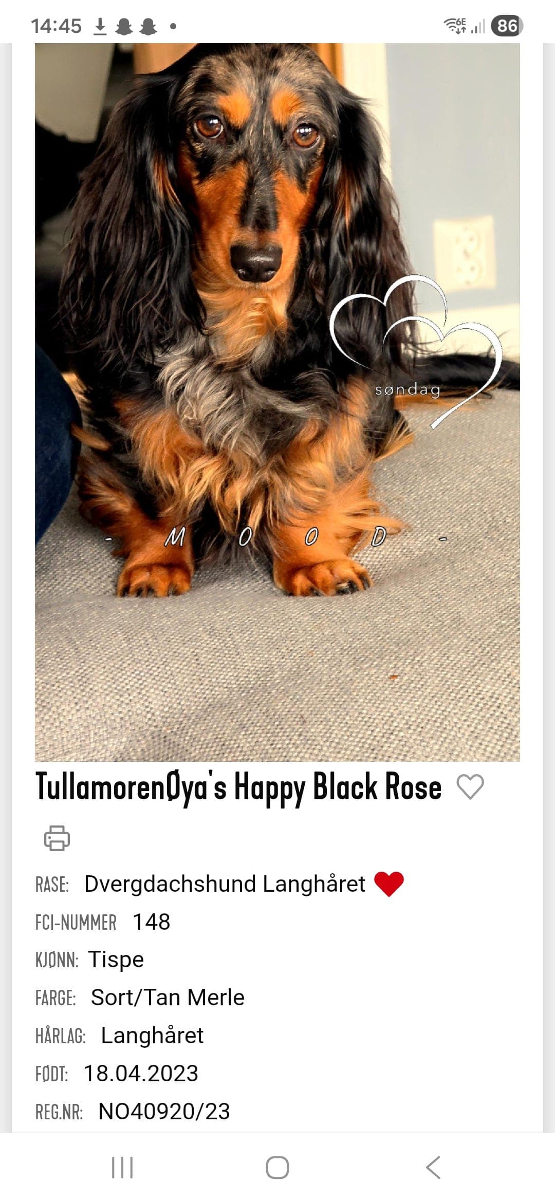 Dverg Dachs Langhåret