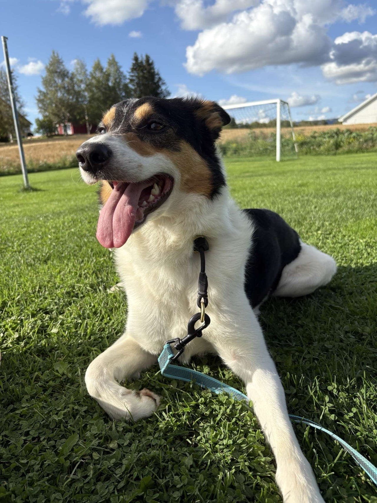 Bordercollie hannhund