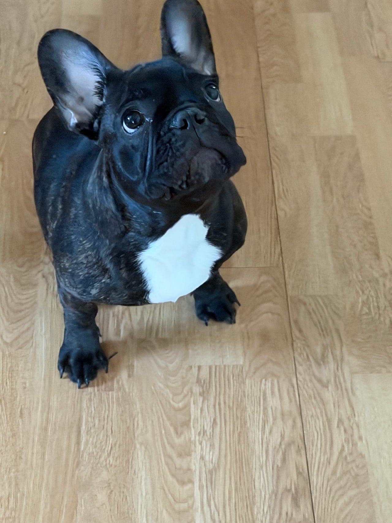 Koselig å snill hund  selges på grunn av allergi