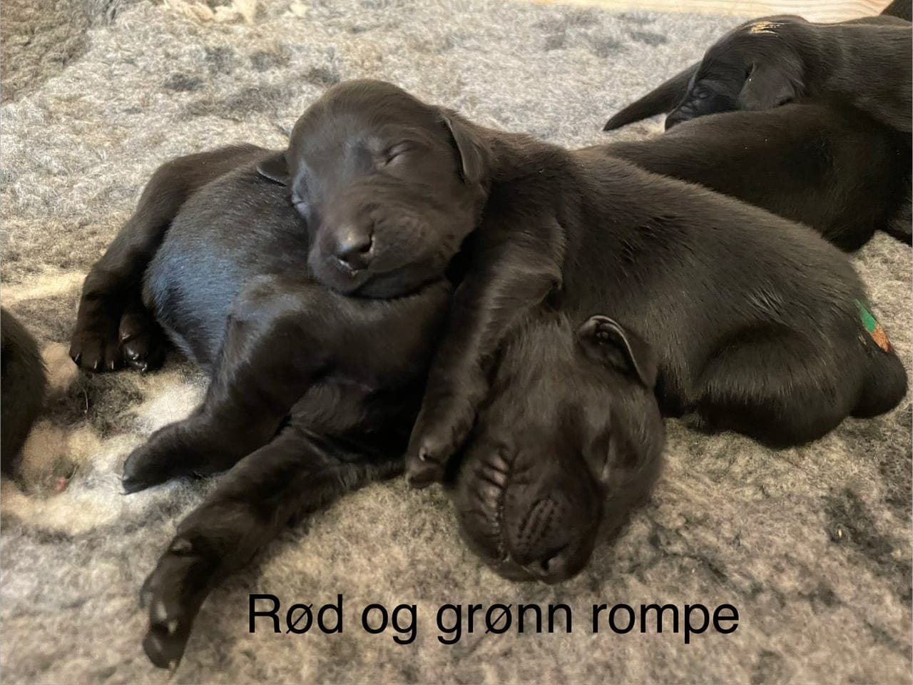 Flat Coated Retriever valper