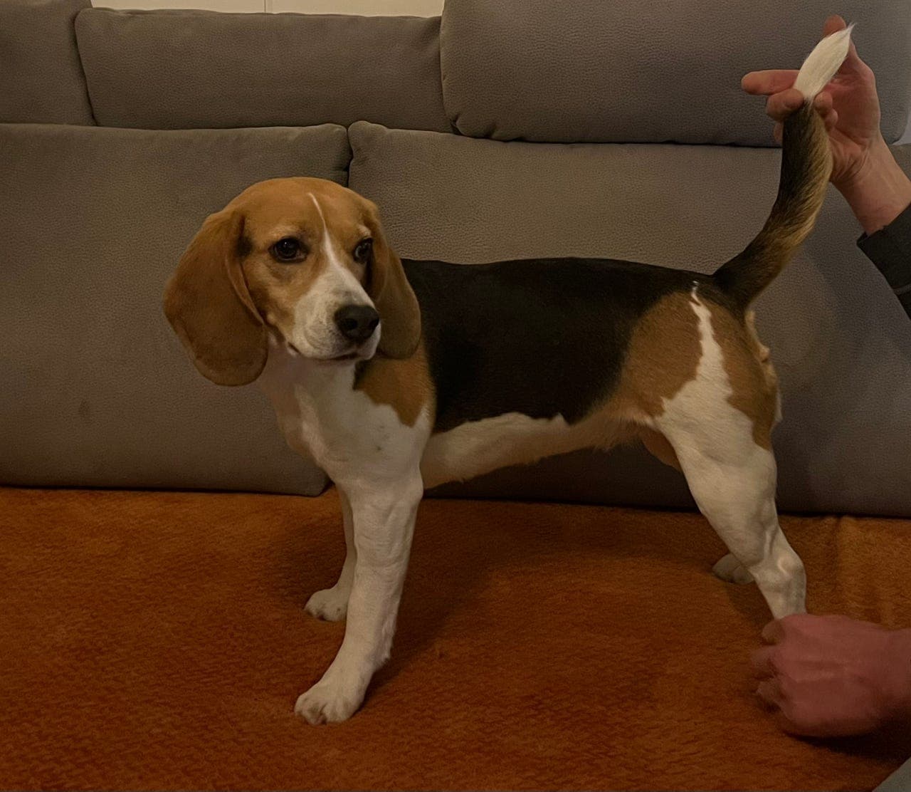 BEAGLE VALPER VENTES I SLUTTEN AV APRIL 🐶