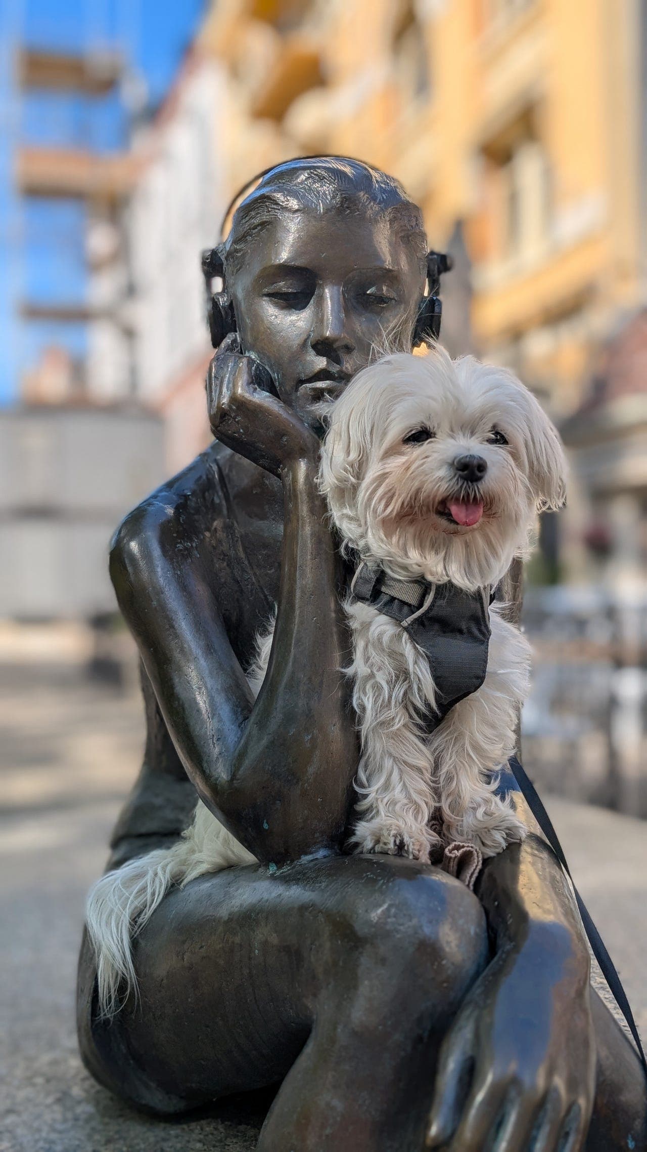 Lilly (12) Malteser søker omplasseringshjem/fosterhjem – vet.utgifter dekkes