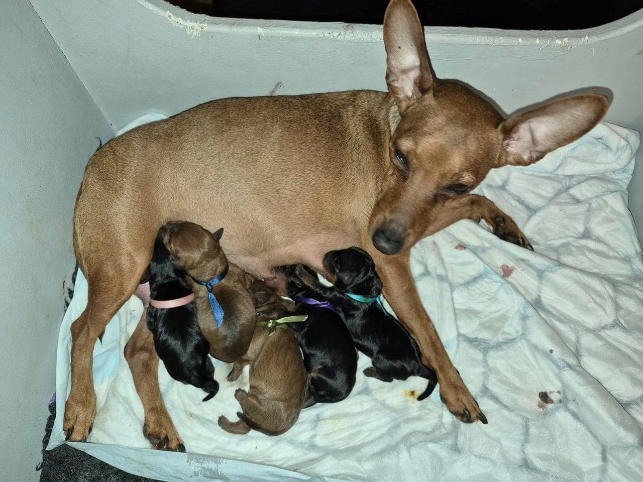 Dvergpinscher valper til salgs