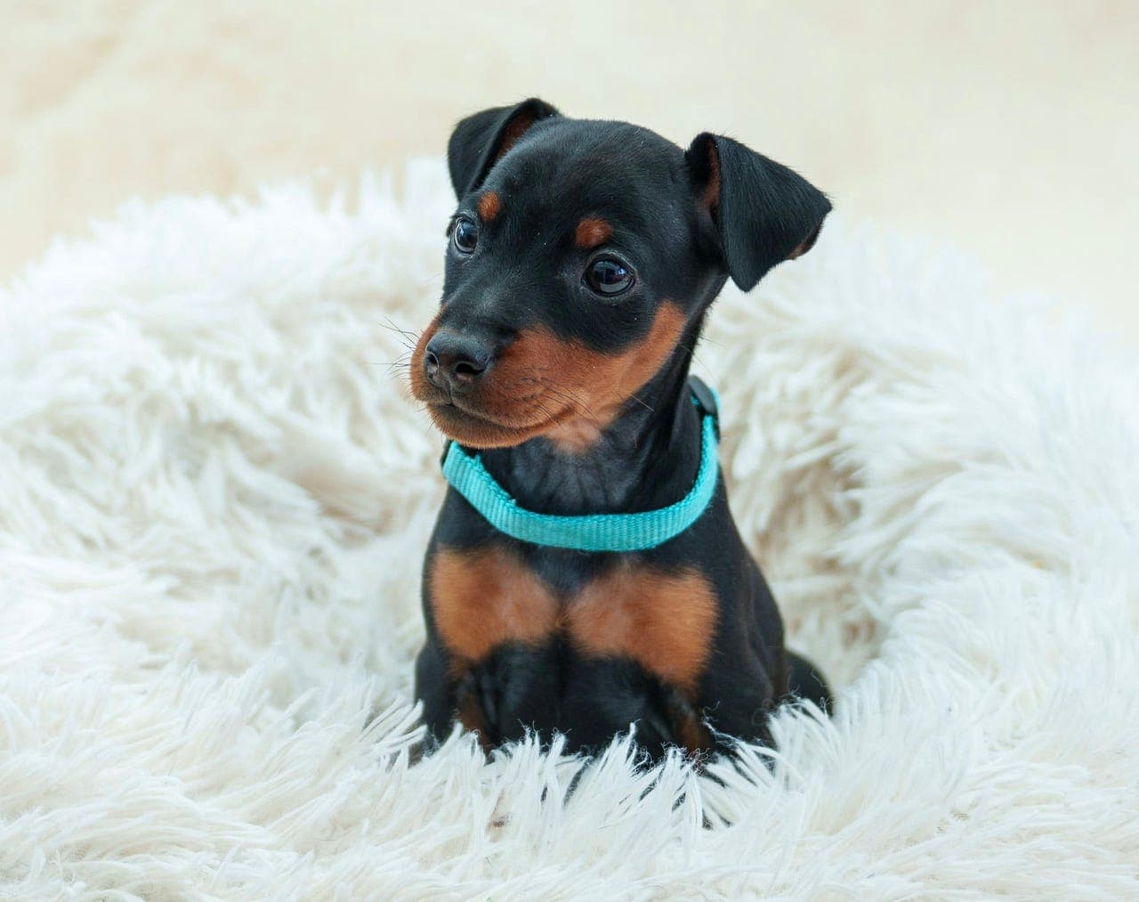 Dvergpinscher valper til salgs