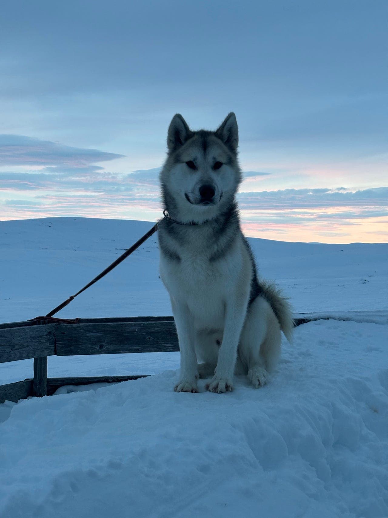 Nuka - grønlandshund 2 år