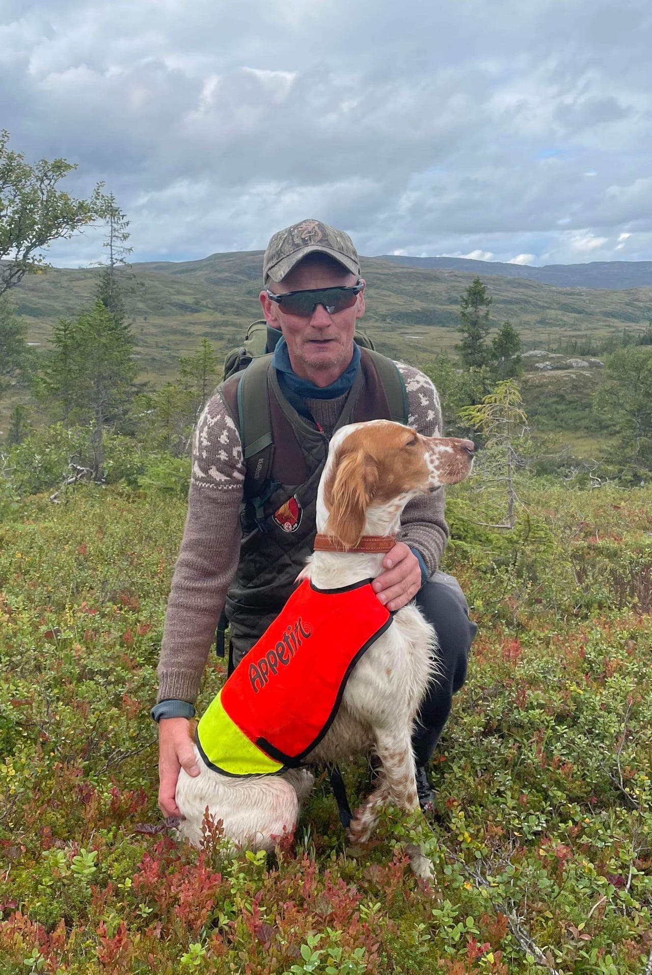 Engelsk setter valper