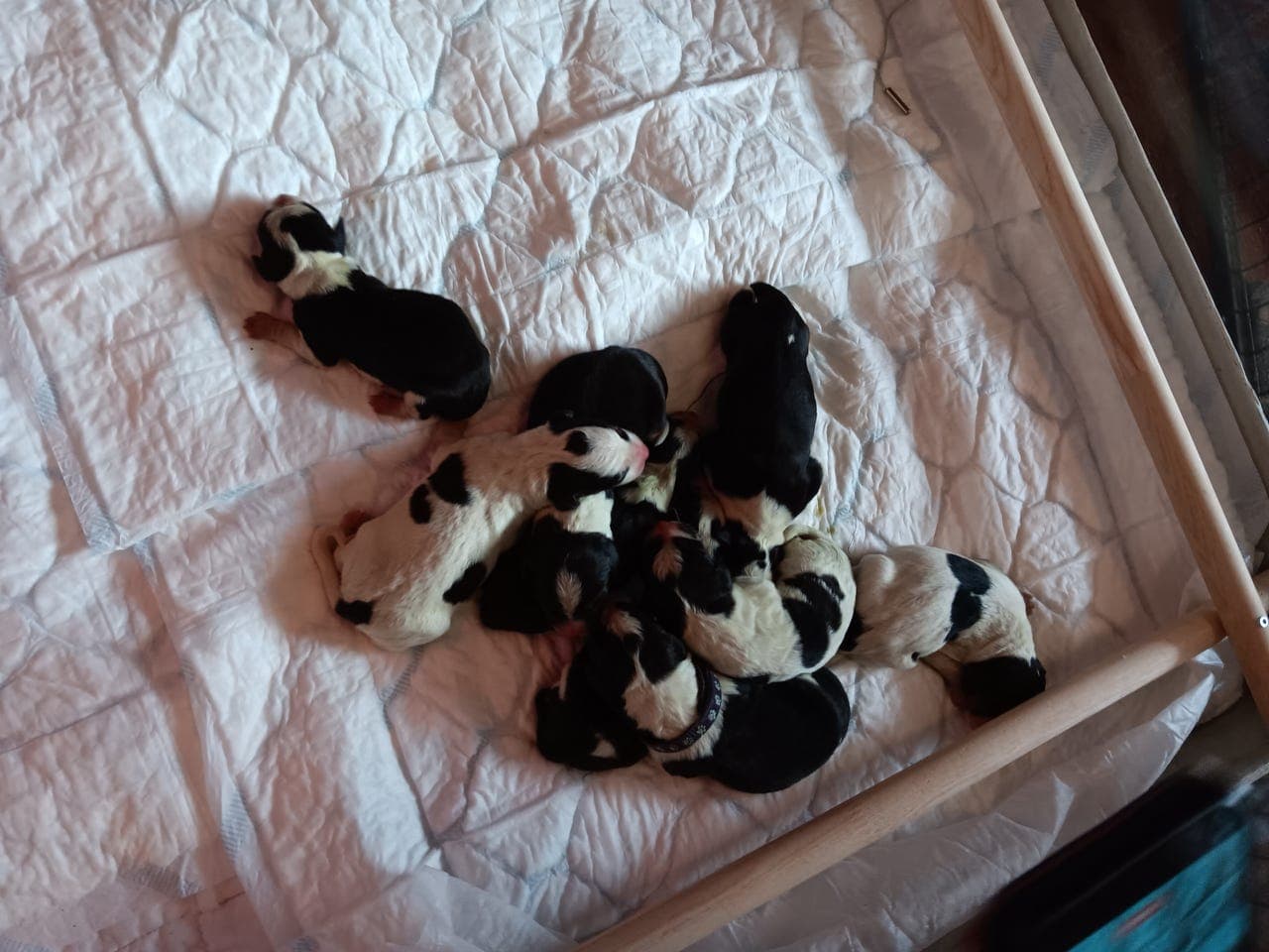 Haldenstøvervalper – premierte foreldre på hare og rev