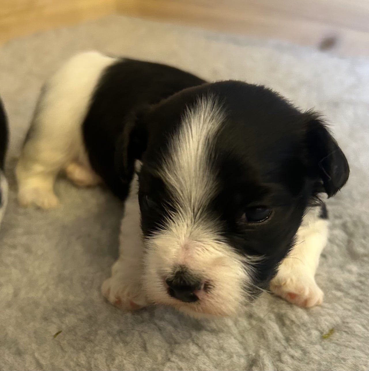 Nkk registrert Bichon Havanais