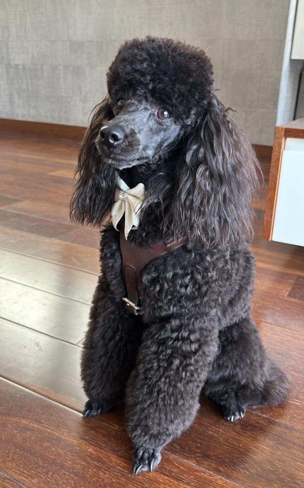 Renraset toy puddel (snart 2 år) med stamtavle søker nytt hjem