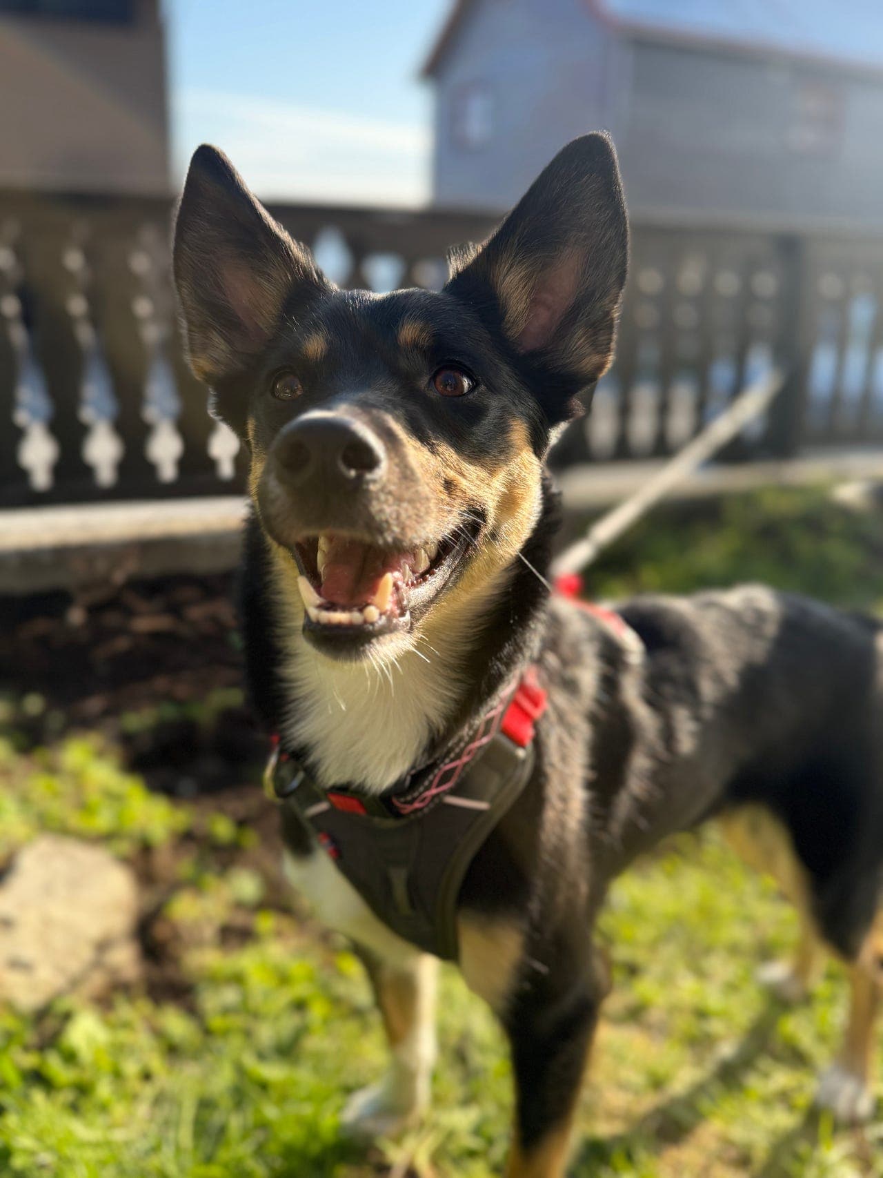 Lapsk Vallhund tispe vurderes omplassert