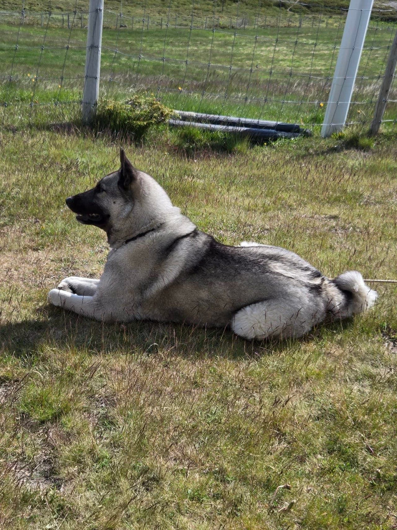 Norsk Elghund Grå Valper