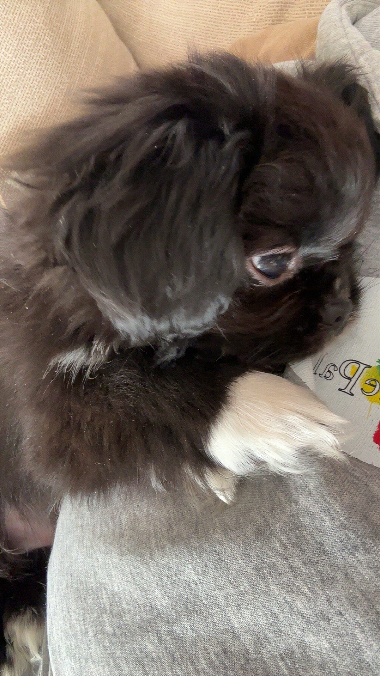 Tibetansk spaniel hanne💚