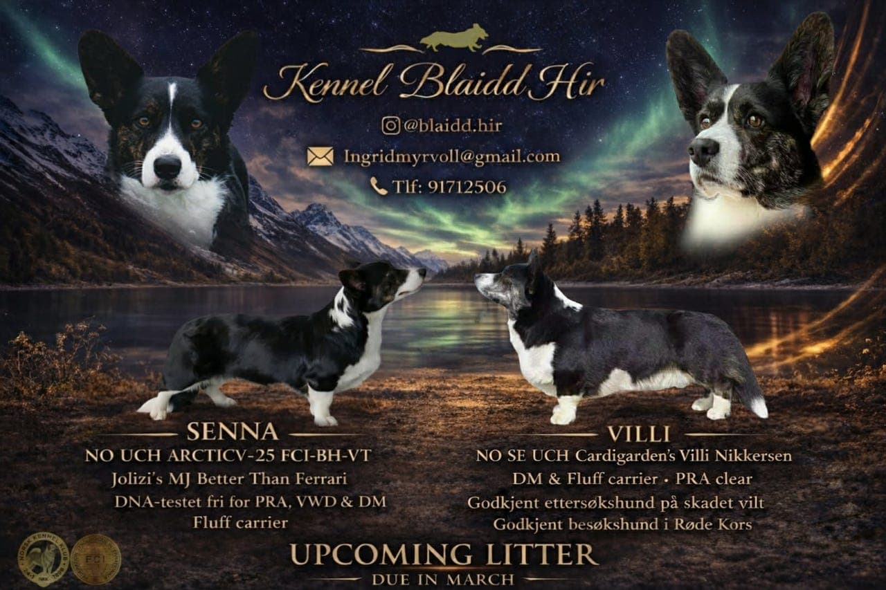 Welsh Corgi Cardigan valper til salgs