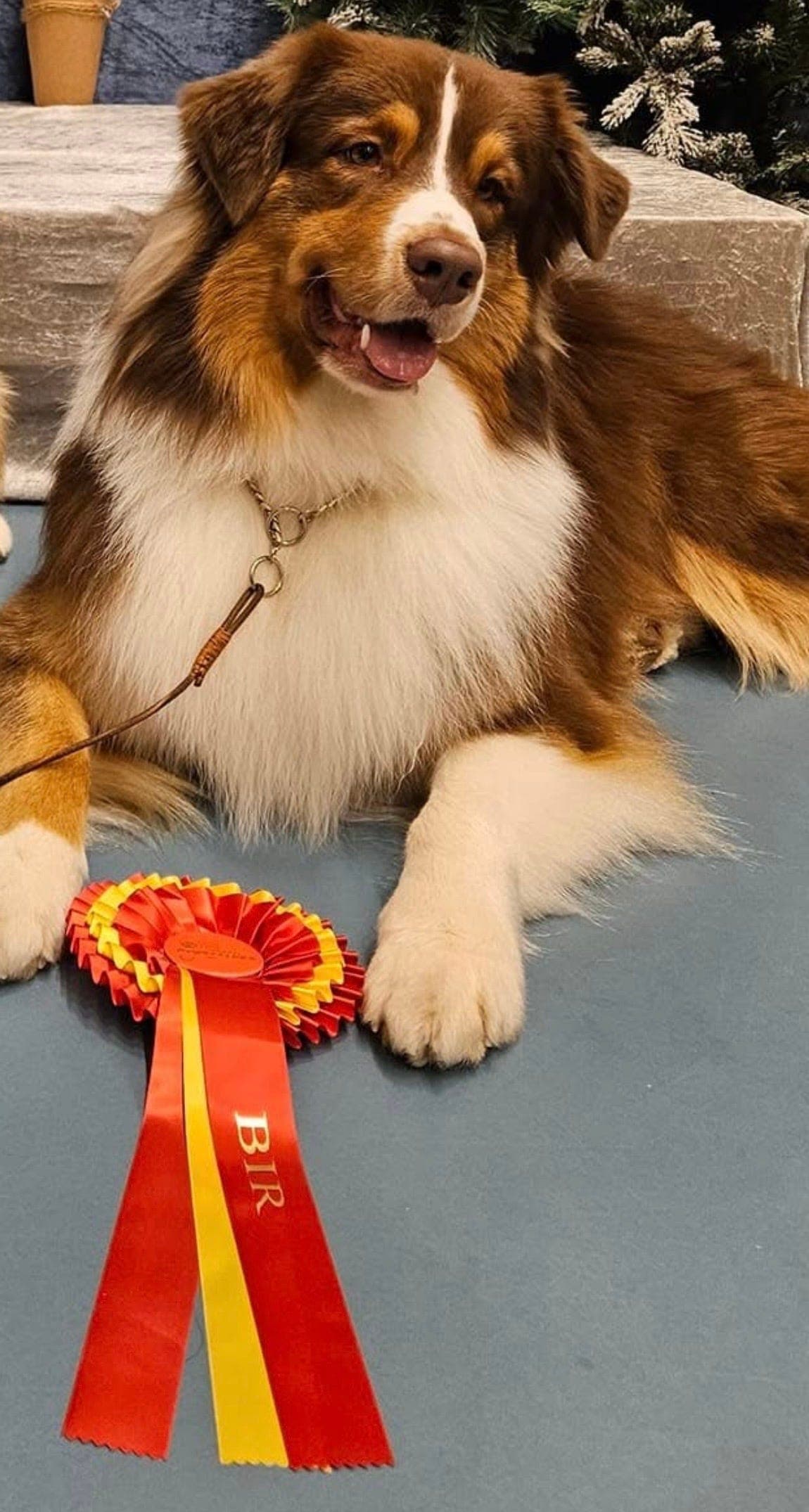 Flotte Australian Shepherd valper.