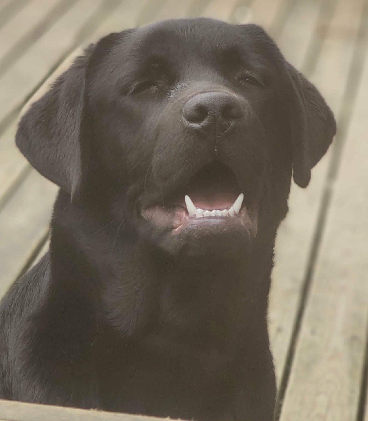 Trivelig hannhund ønsker seg et nytt og varig hjem