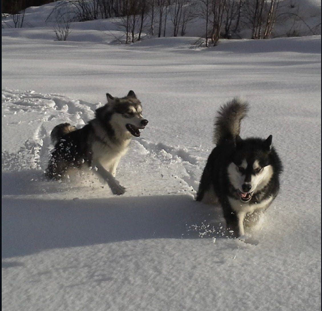 Valper Alaskan Malamute