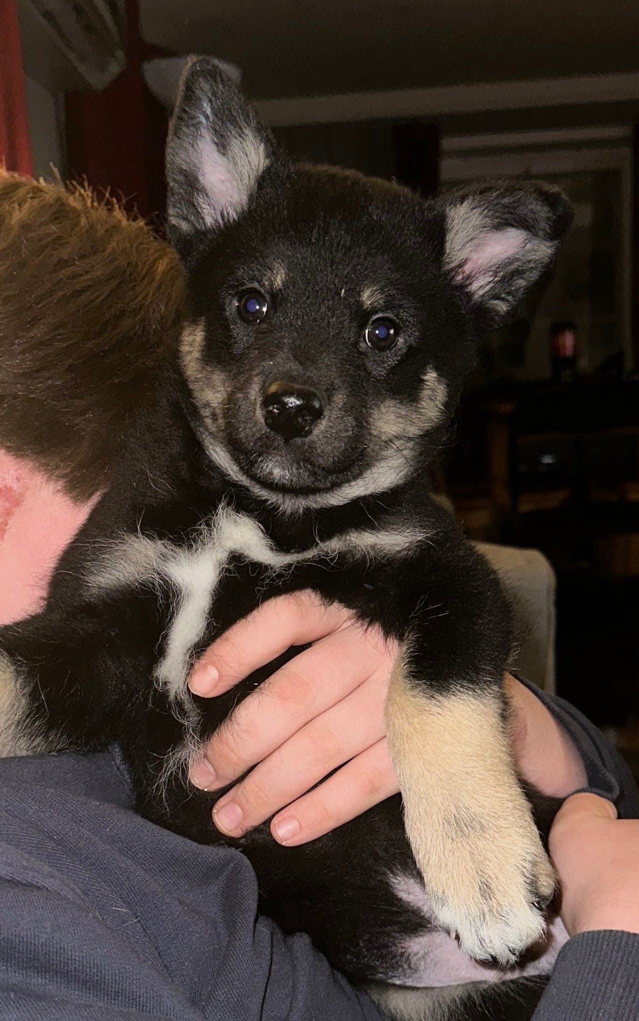 Lapsk Vallhundvalp selges