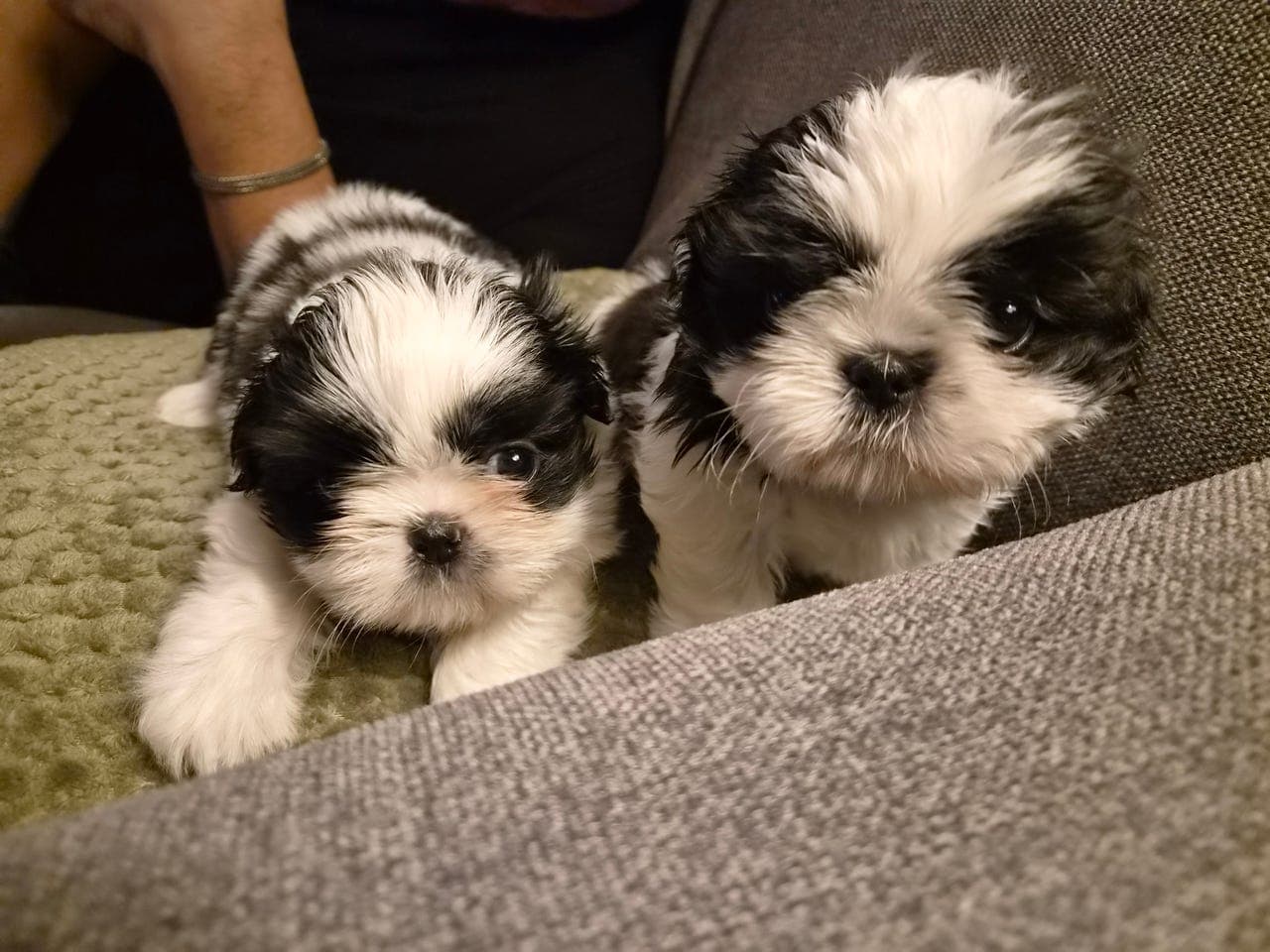 Renraset shih tzu tisper, en reservert/solgt