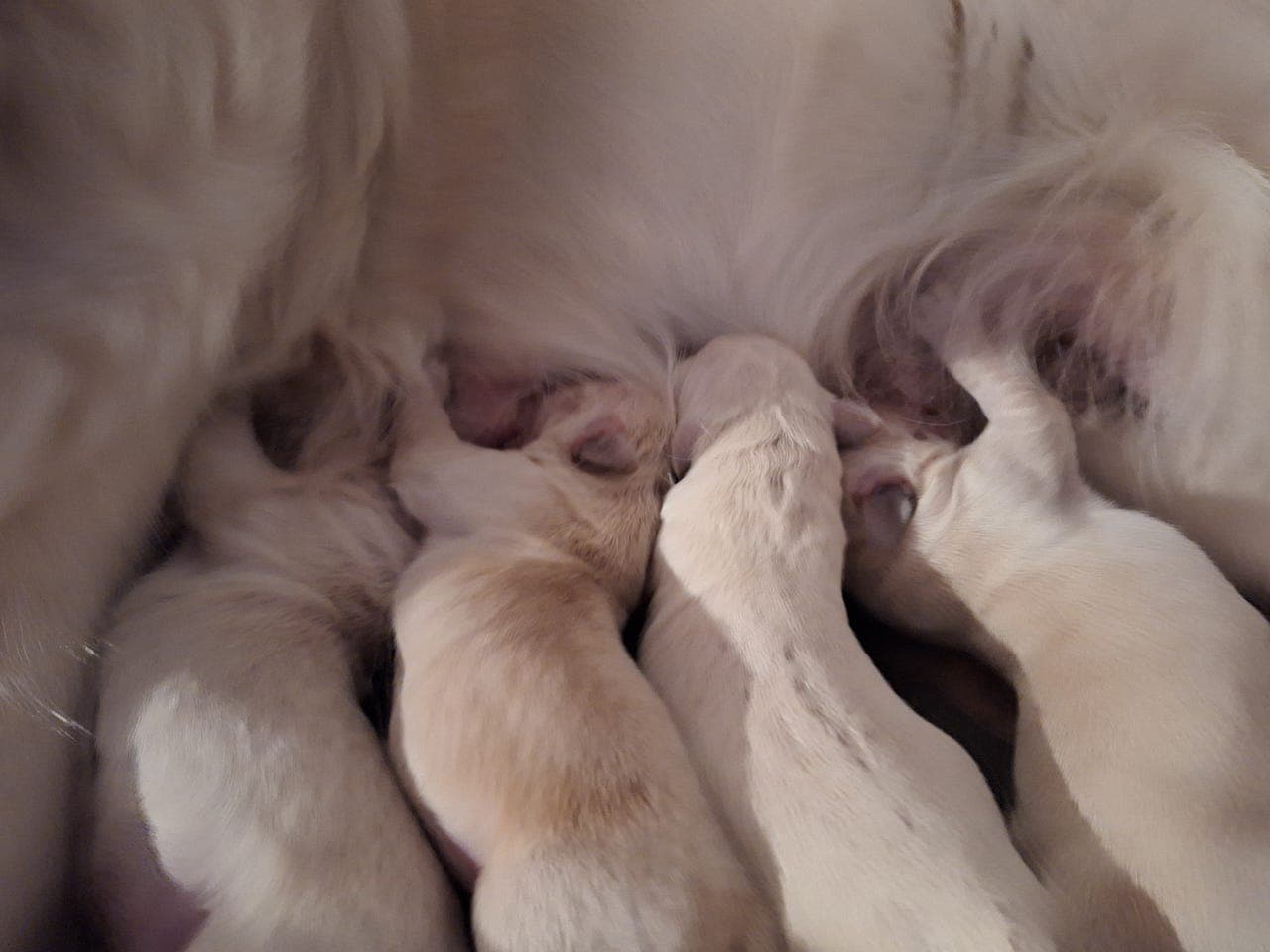 Golden Retriever Valper