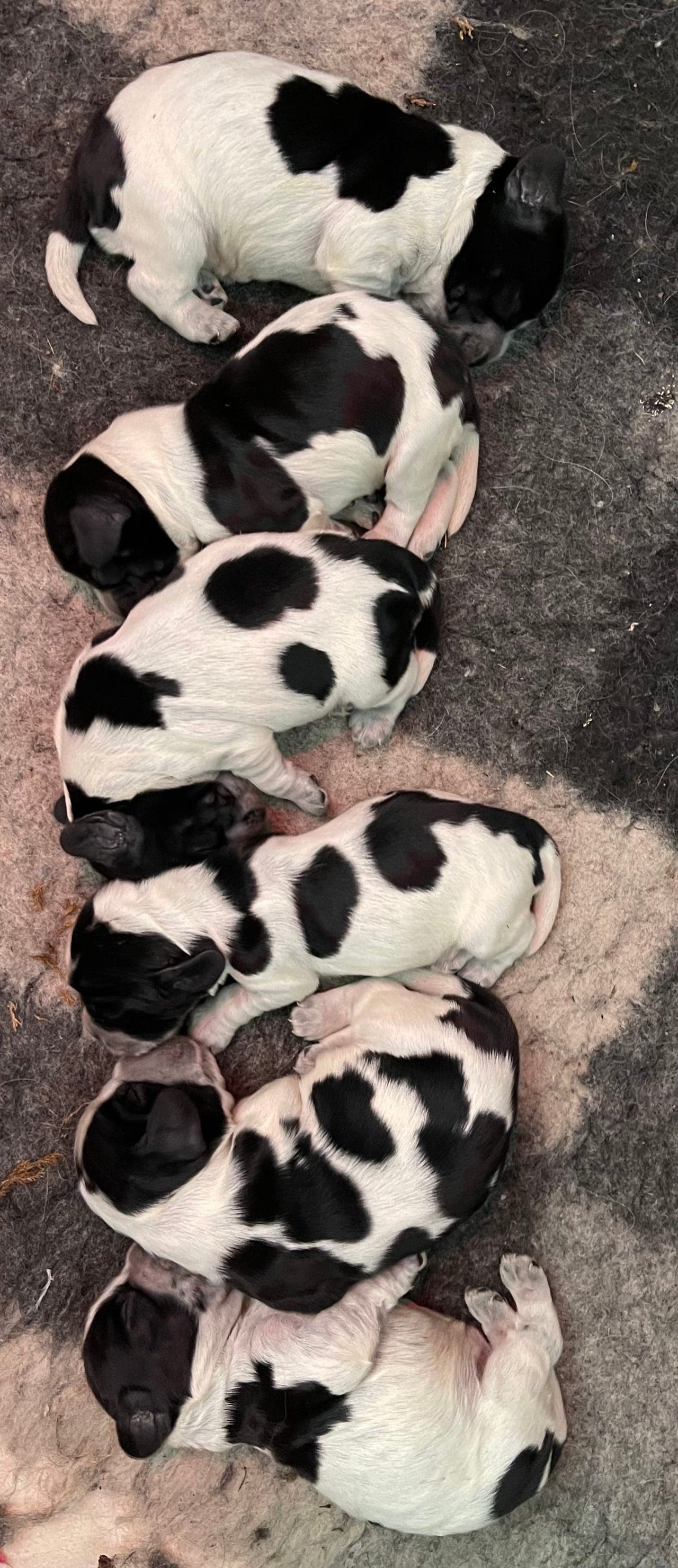 Cocker Spaniel valpar