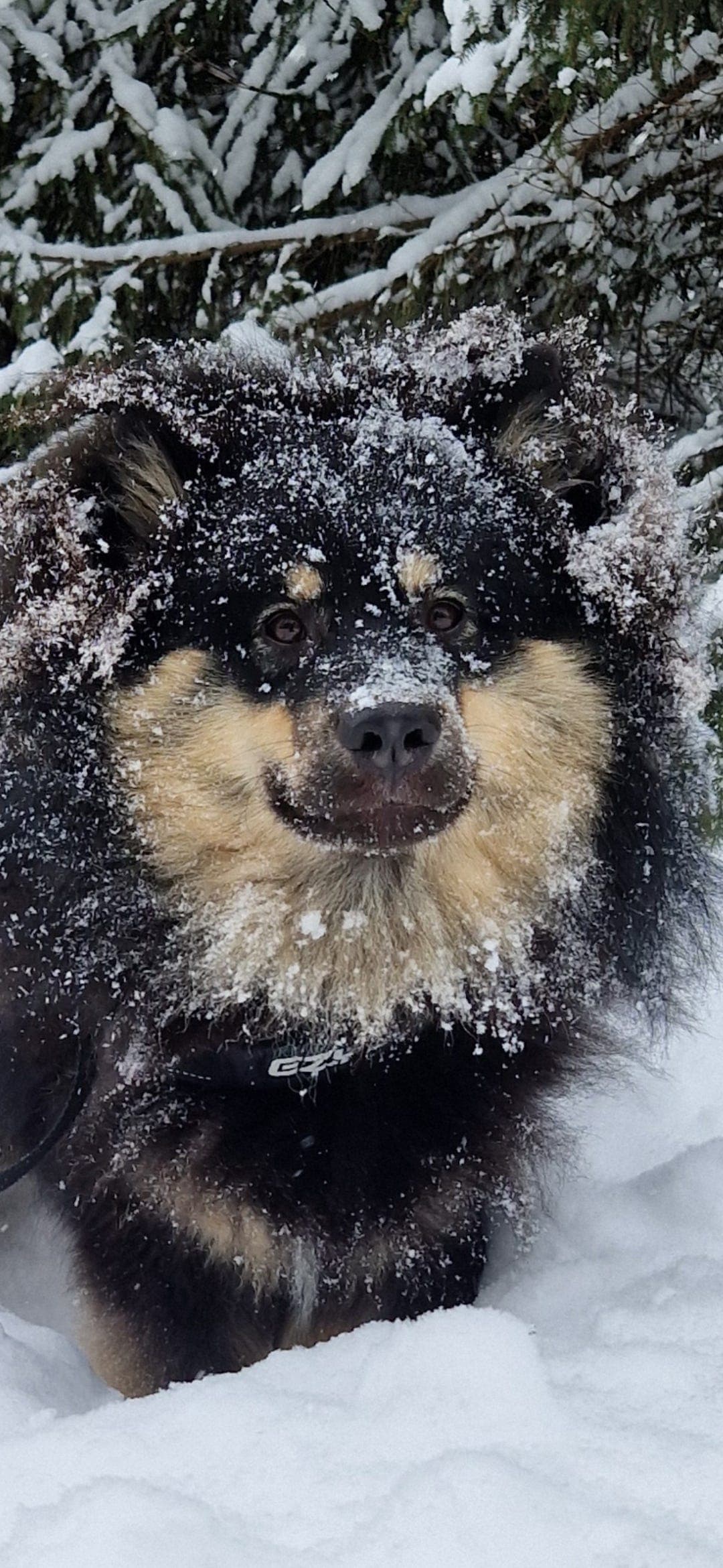 Omplassering av finsk lapphund