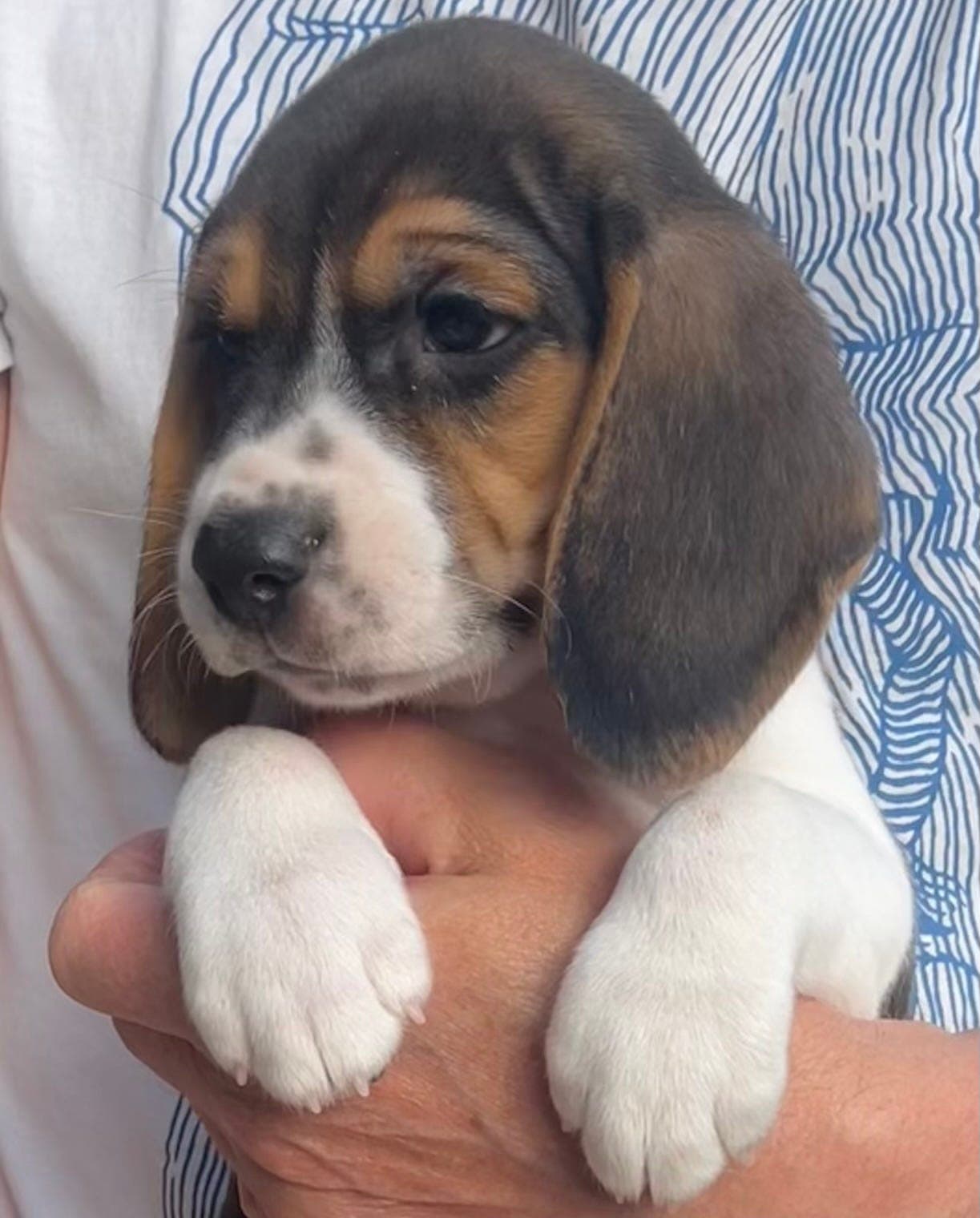 Raolex beaglevalper!