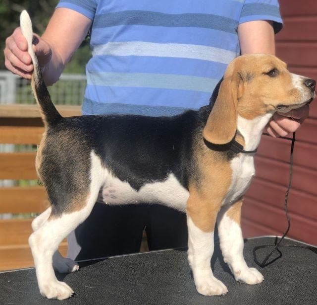Raolex beagle valper ventes i april!