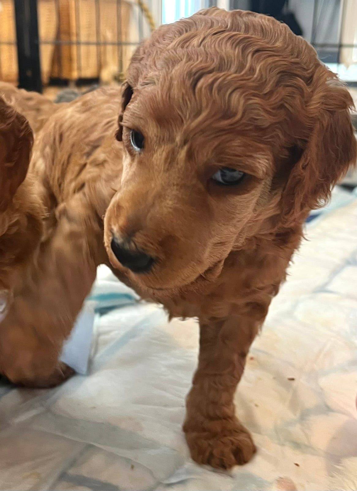 Stor puddel 2 ledige hannhund valper fawn