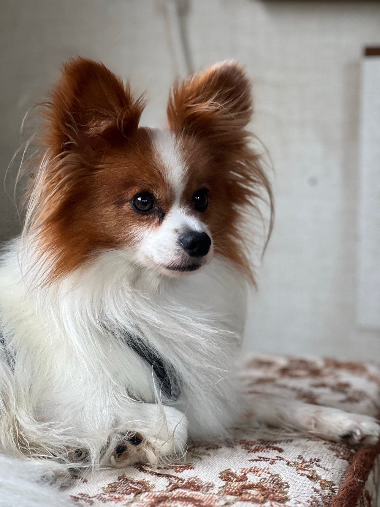 Papillon hannhund 6 år søker rolig og erfaren eier ❤️