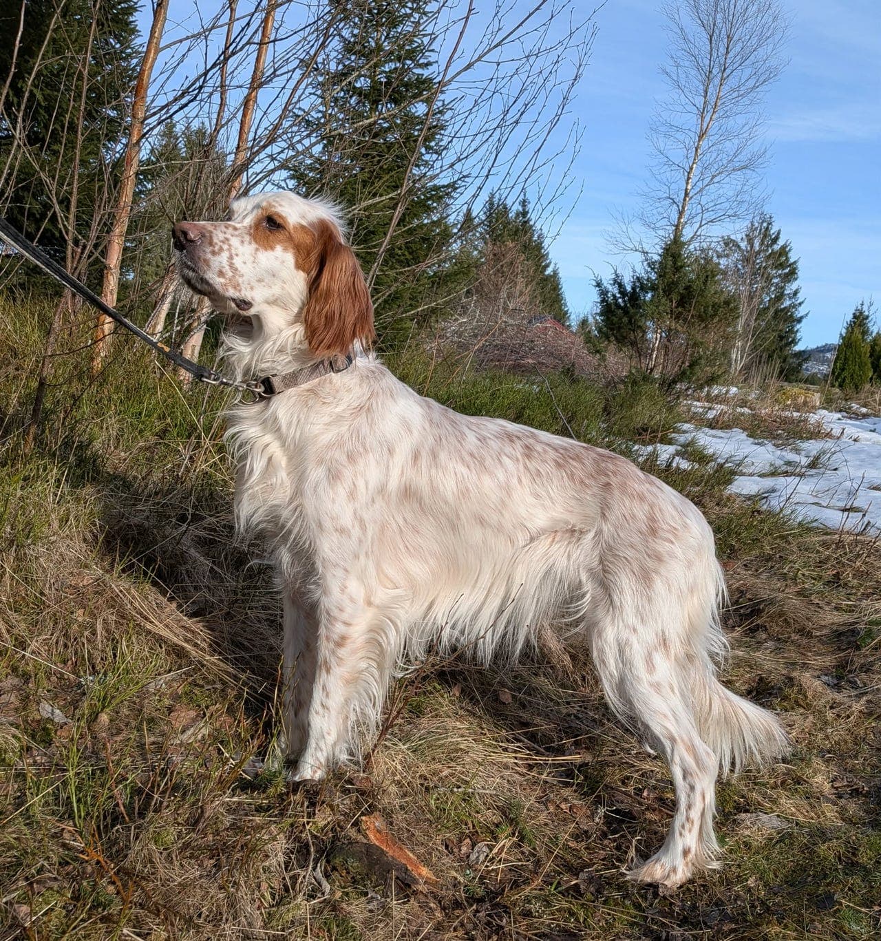 Trivelig familiehund. Engelsk setter, 4 år gammel tispe.