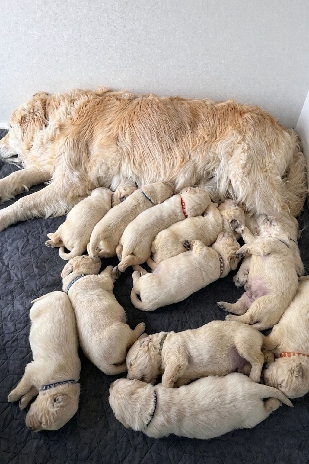 Golden Retriever Valper