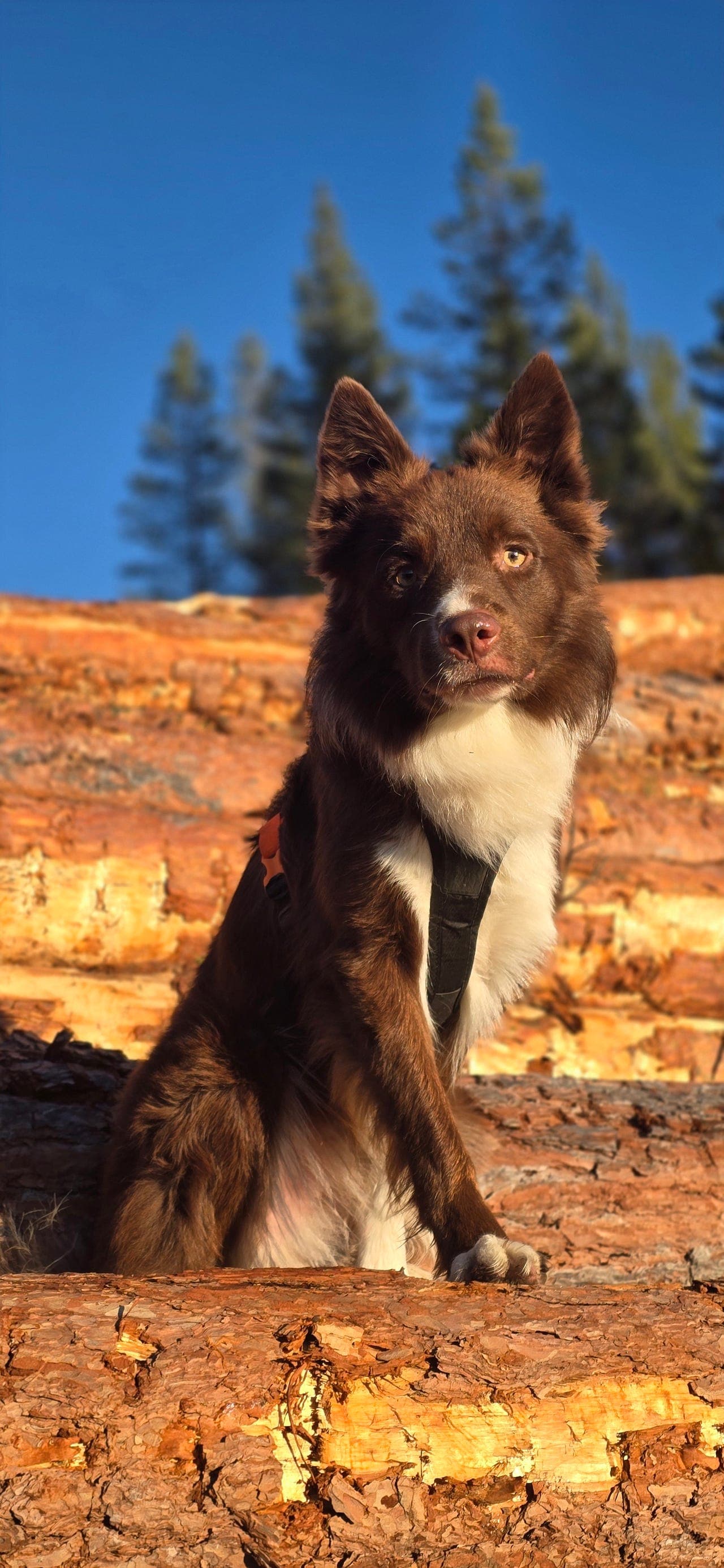 Border Collie 2år søker forvert