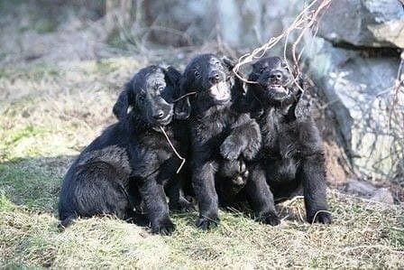 Flatcoated retriever valper født 26.02.26.