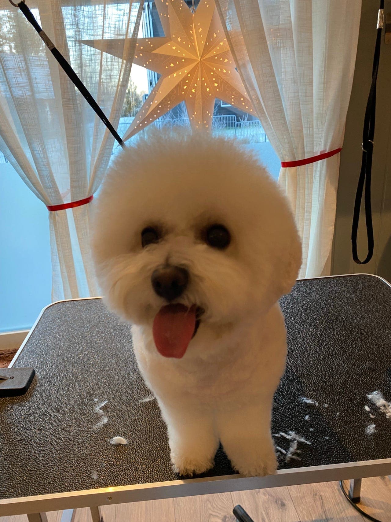 Bichon Frisé