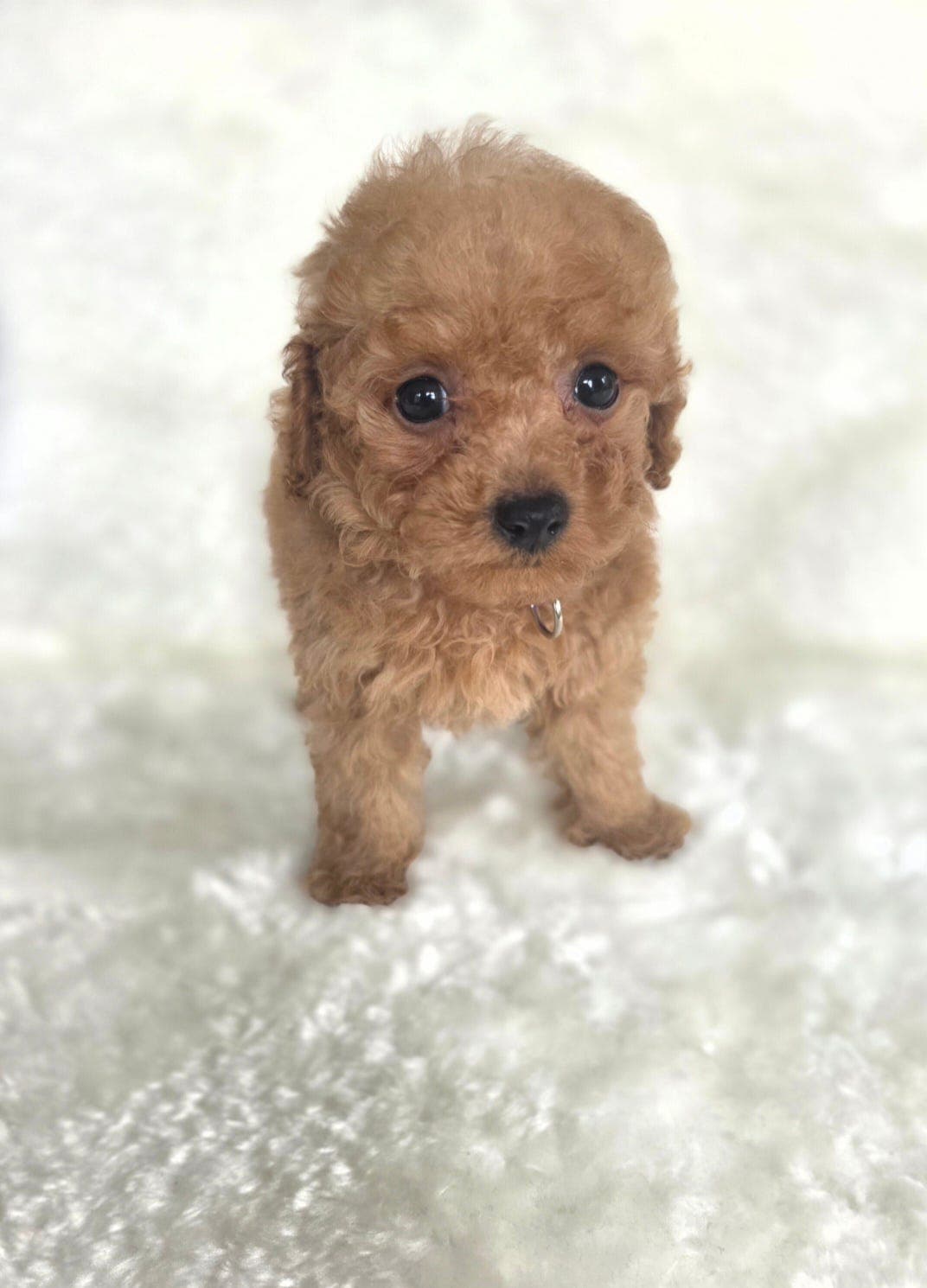 NYDELIGE DVERGPUDDEL VALPER