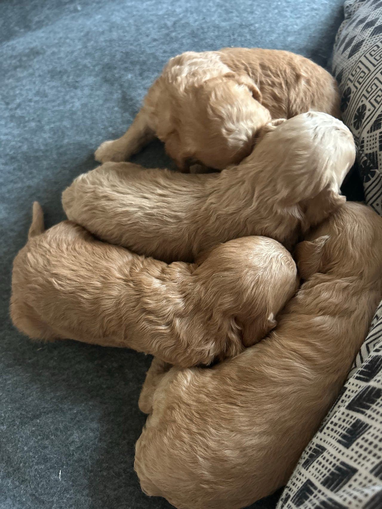 NKK reg dvergpuddel valper