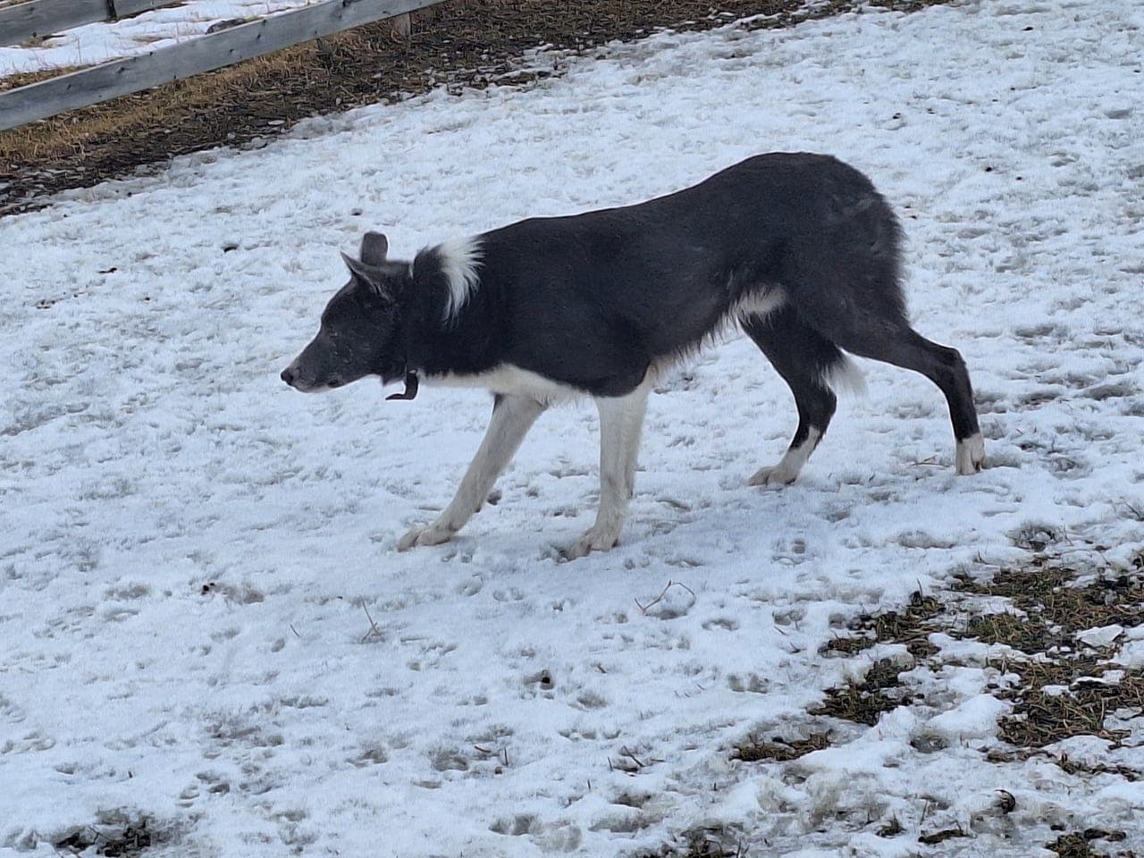Border collie hannhund. Født 23.10.21.