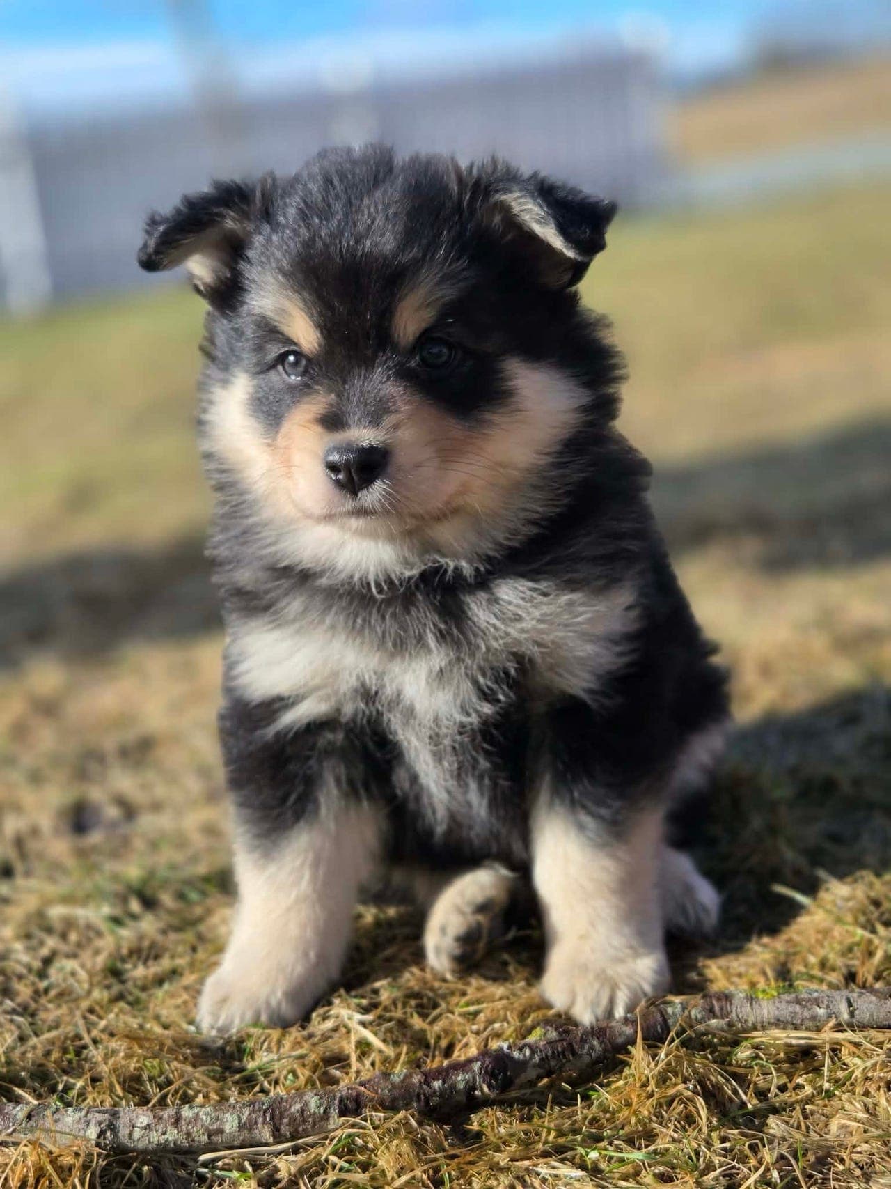 Finsk lapphund tispe søker forvertshjem