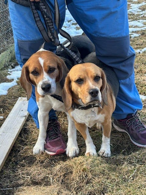 BEAGLE VALPER VENTES TIL SOMMEREN 2026