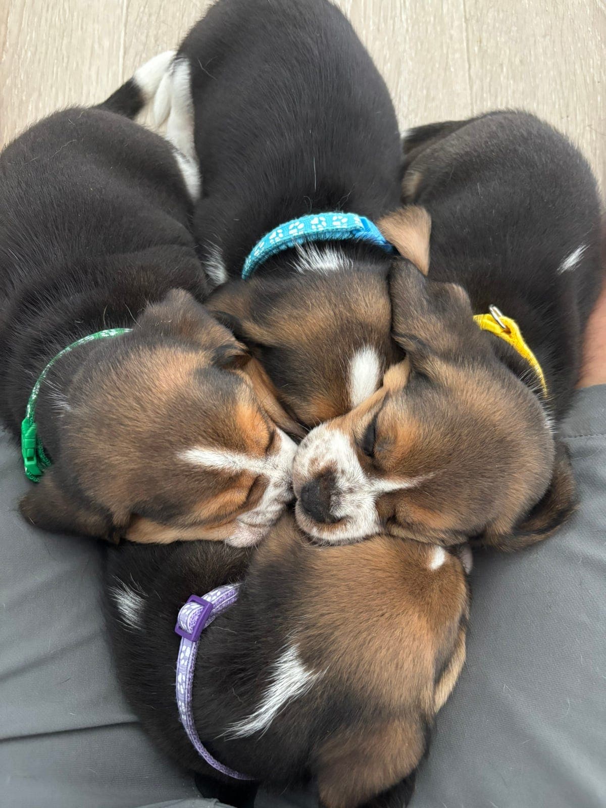 BEAGLE VALPER LEVERING 6 AUGUST 2026