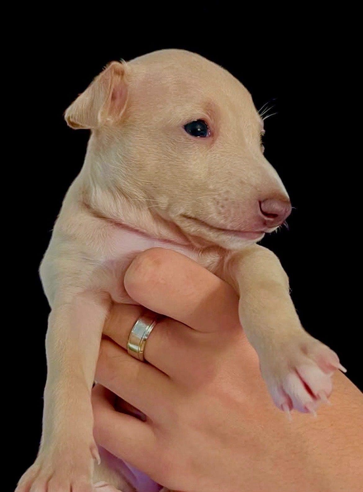 Nydelige Italiensk Mynde Valper