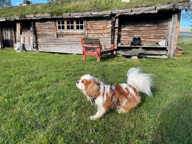 Cavalier king charles spaniel