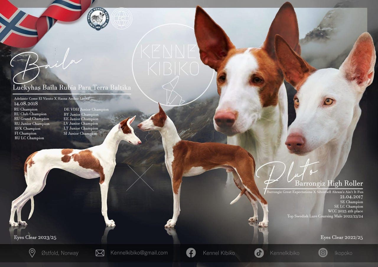 Podenco Ibicenco - Kull Forventes
