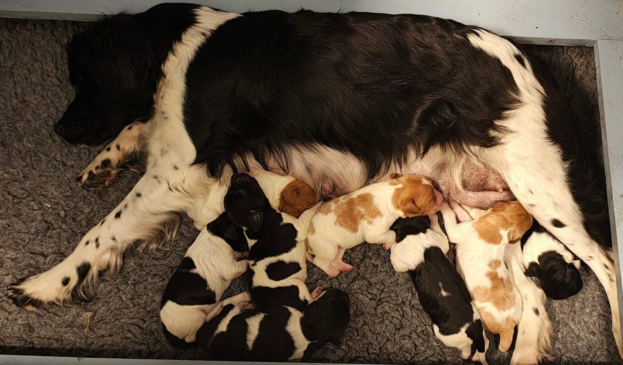 BRETON VALPER TIL SALGS