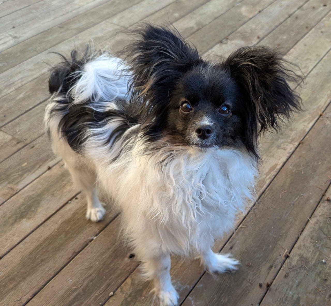 Papillon vurderes omplassert til riktig hjem