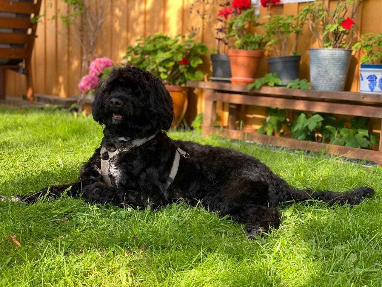 Sagan trenger ett nytt hjem