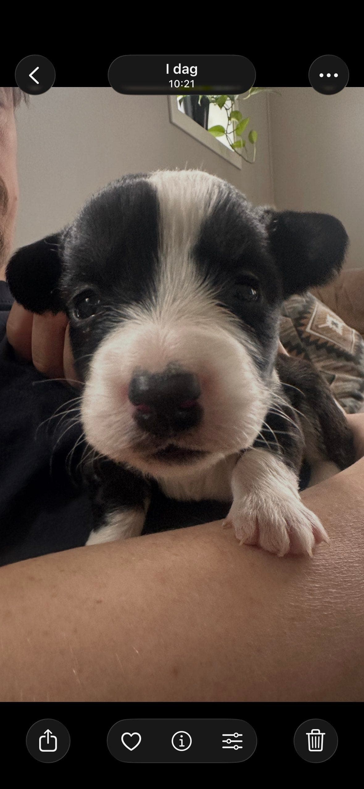 Welsh Corgi Cardigan Tispevalp