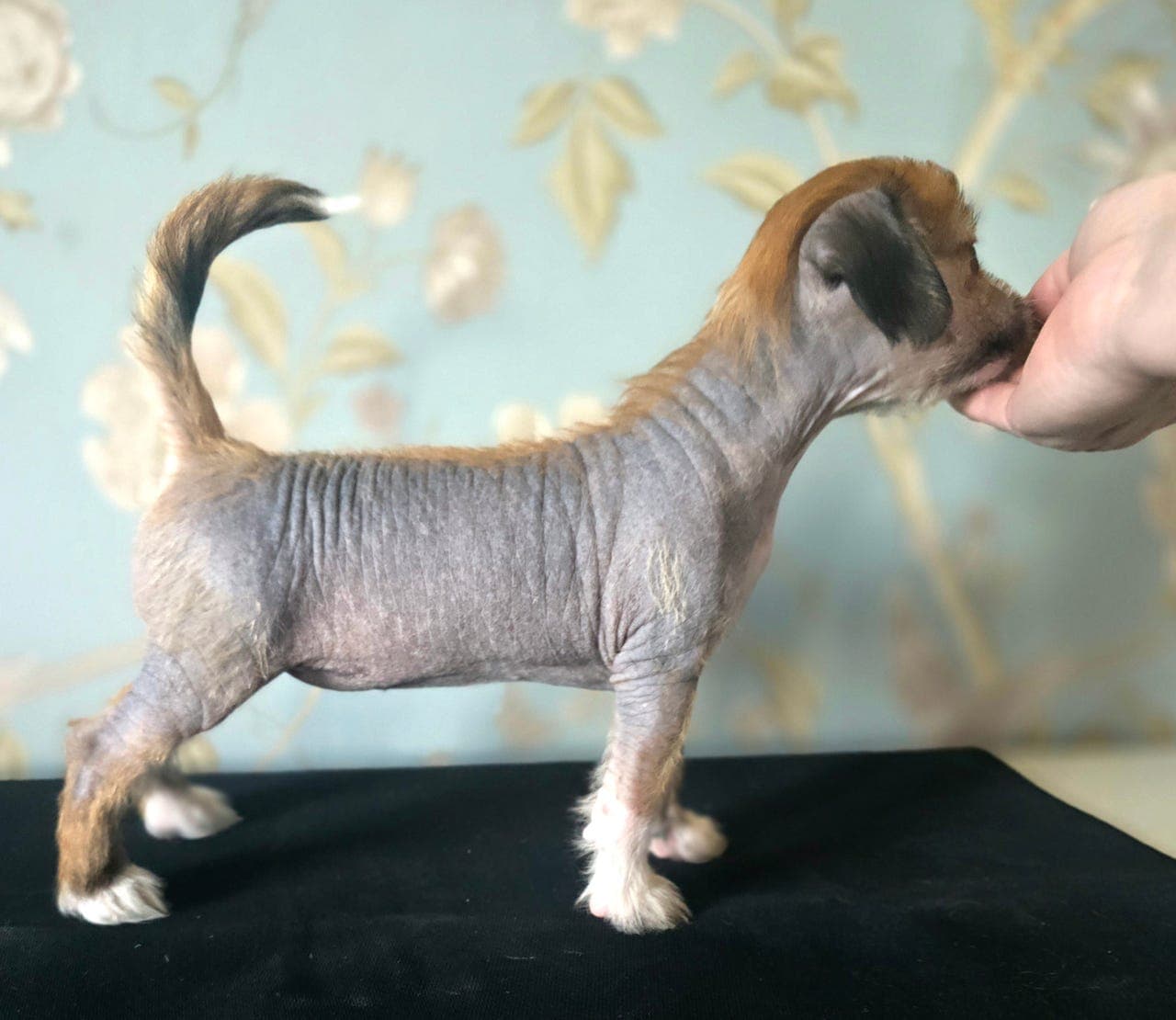 Chinese Crested valper selges