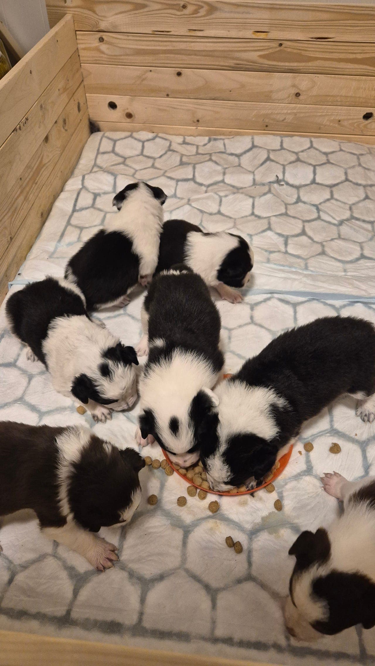 Border Collie valper selges