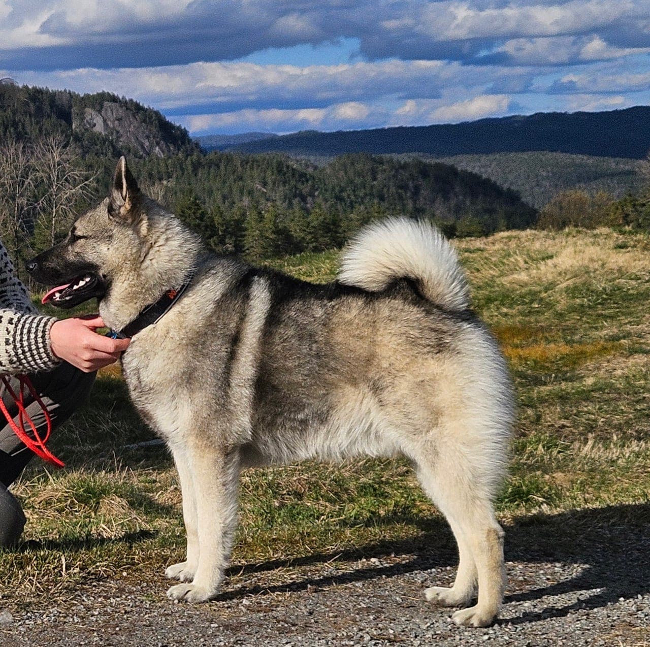 Norsk elghund grå hann 3år